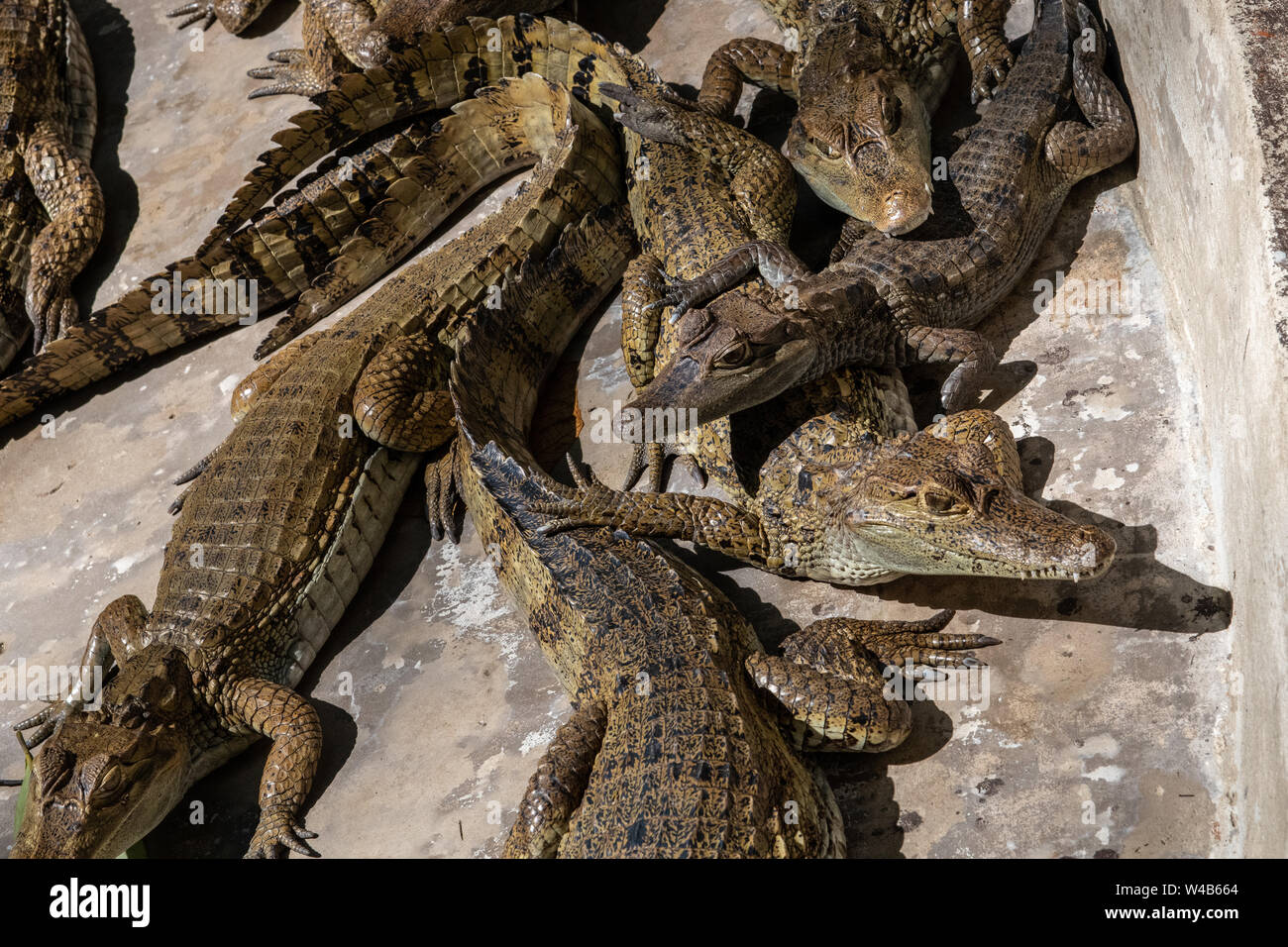 Manatee Rescue Center in Iquitos, Peru Stock Photo Alamy