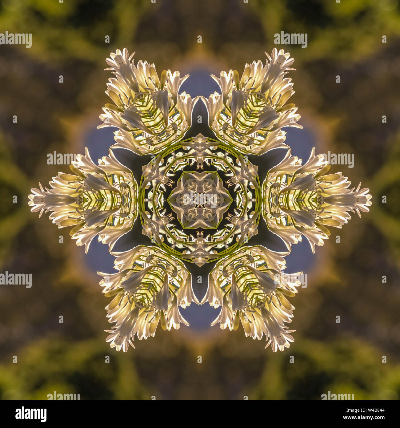 Symmetrical mirrored flower pattern hi-res stock photography and images ...