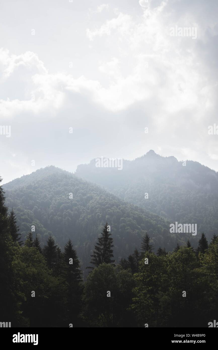 Vertical shot of a foggy forest with pine trees and mountains covered ...