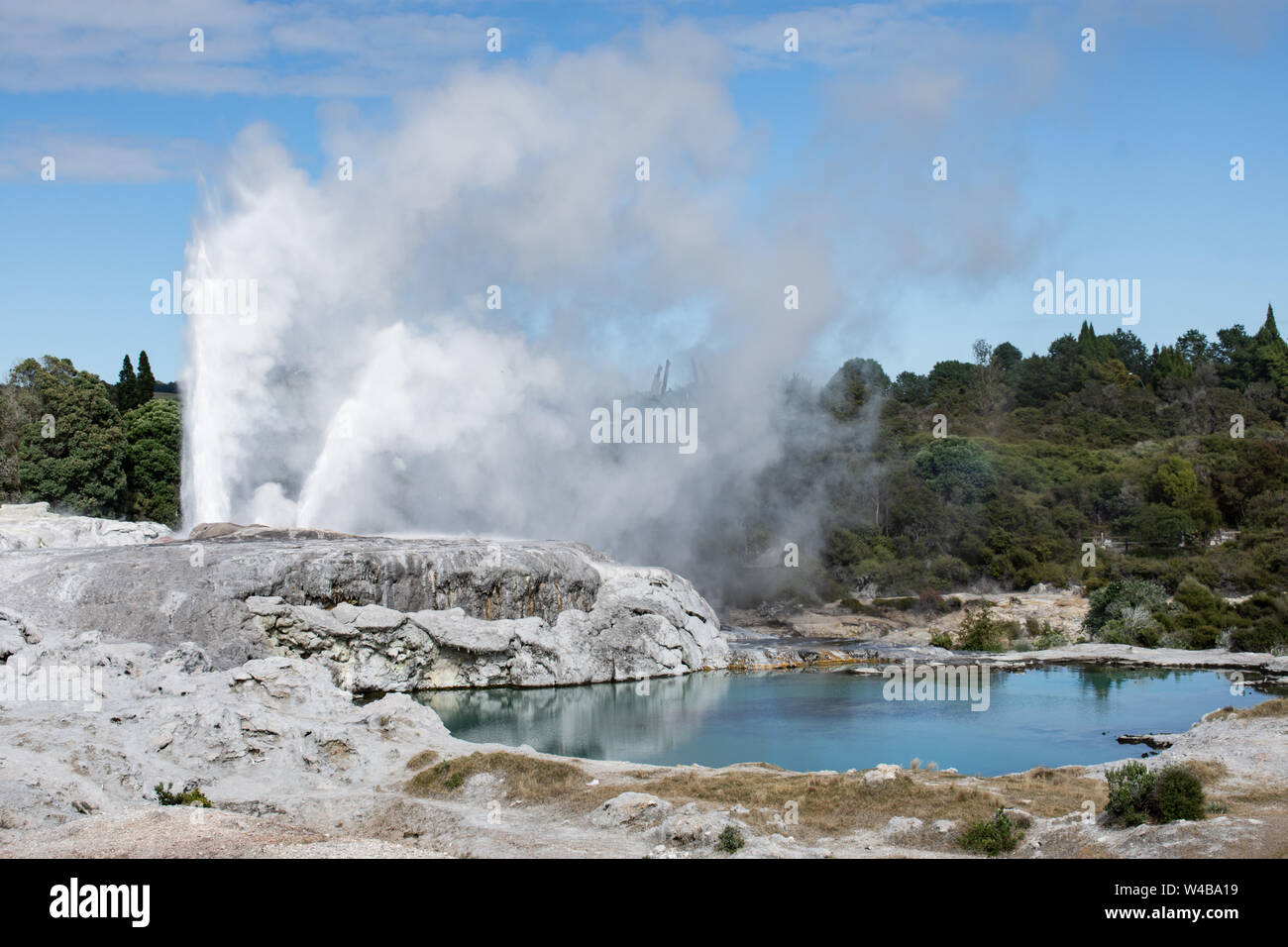 Pohutu Geyser, Whakarewarewa valley, Rotorua, New Zealand Stock Photo