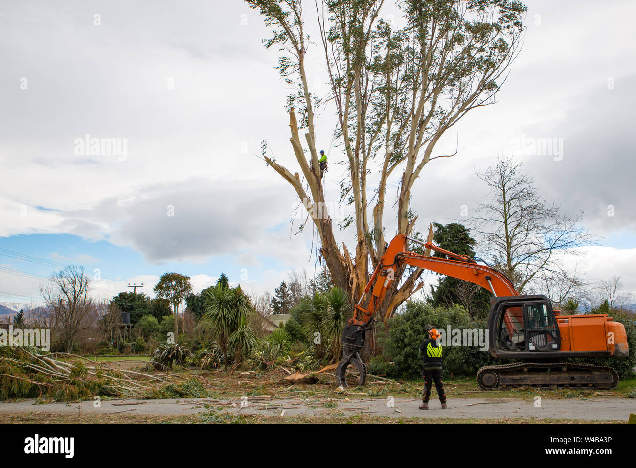 Sheffield, Canterbury, New Zealand, July 10 2019: An arborist works high in a eucalyptus tree pruning branches in collaboration with the digger and lo Stock Photo