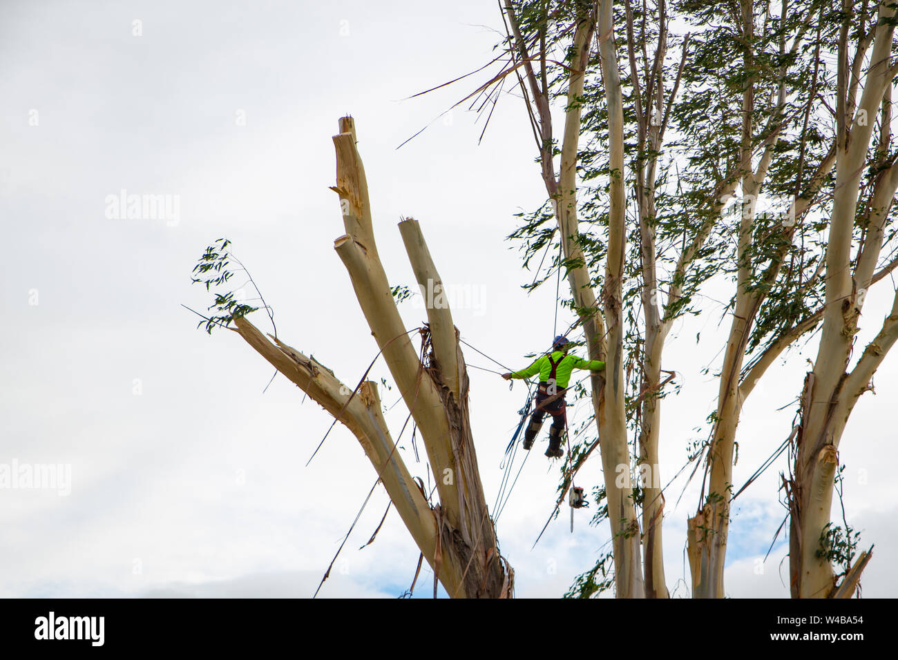 A skilled arborist, attached to ropes and a harness, works high up in a eucalyptus tree chainsawing branches off so the tree can be felled Stock Photo