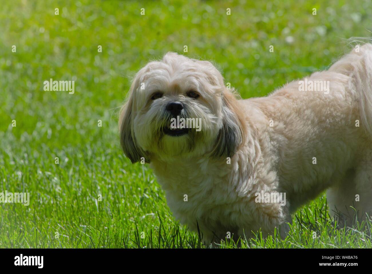 Lhasa apso Staring While Being Outside in the Grass Stock Photo