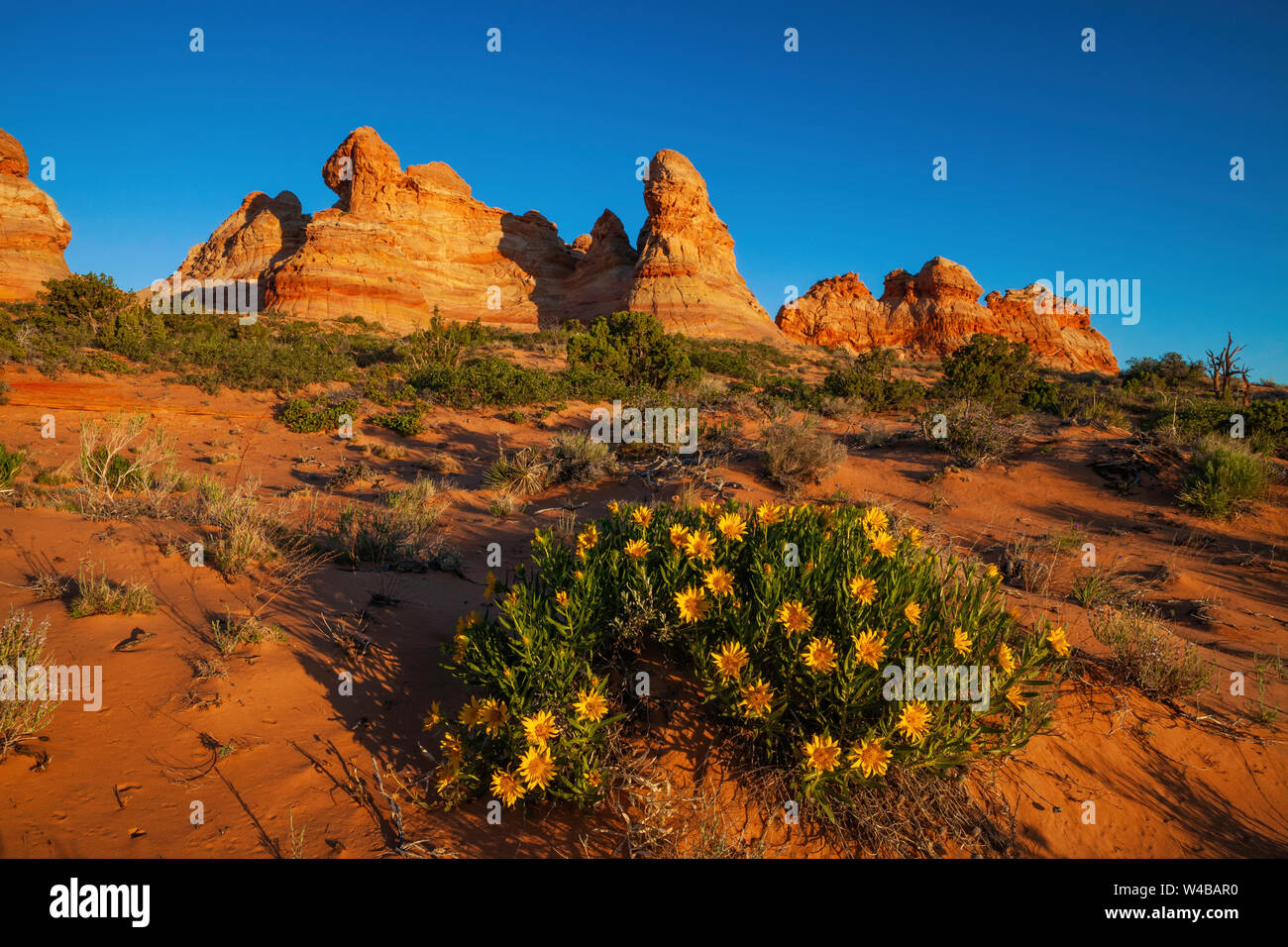 Mules ears hi-res stock photography and images - Alamy