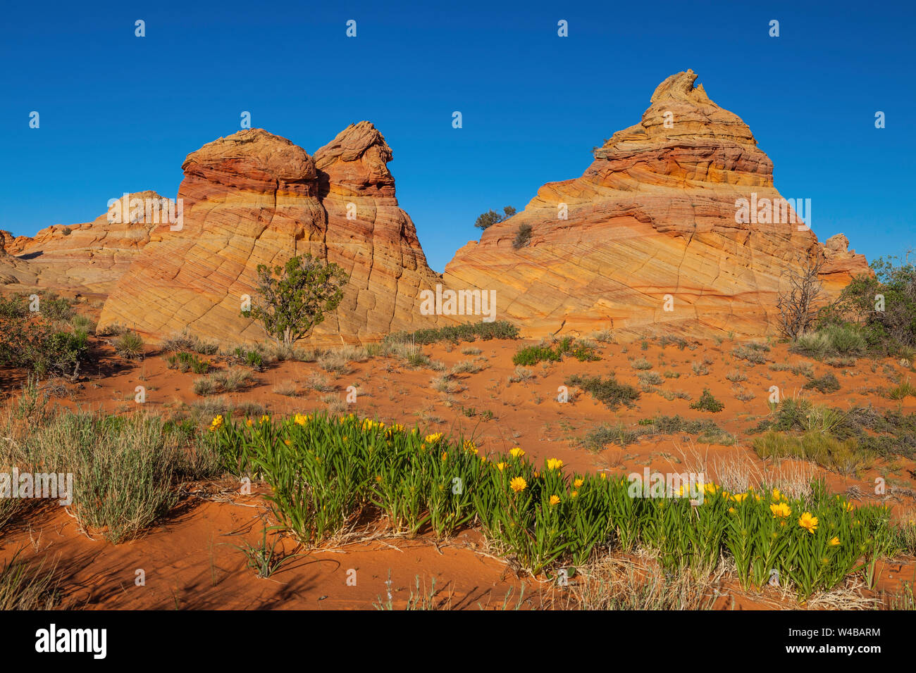Mule's ears in spring, morning light at Cottonwood Cove,Vermilion ...
