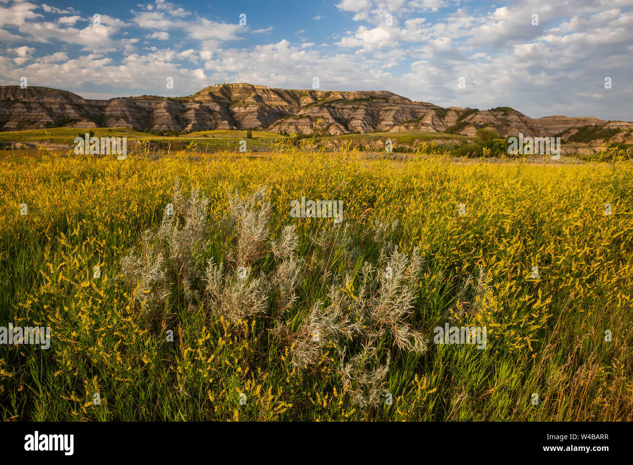 Yellow flowers and badlands, Theodore Roosevelt National Park North Unit, North Dakota Stock