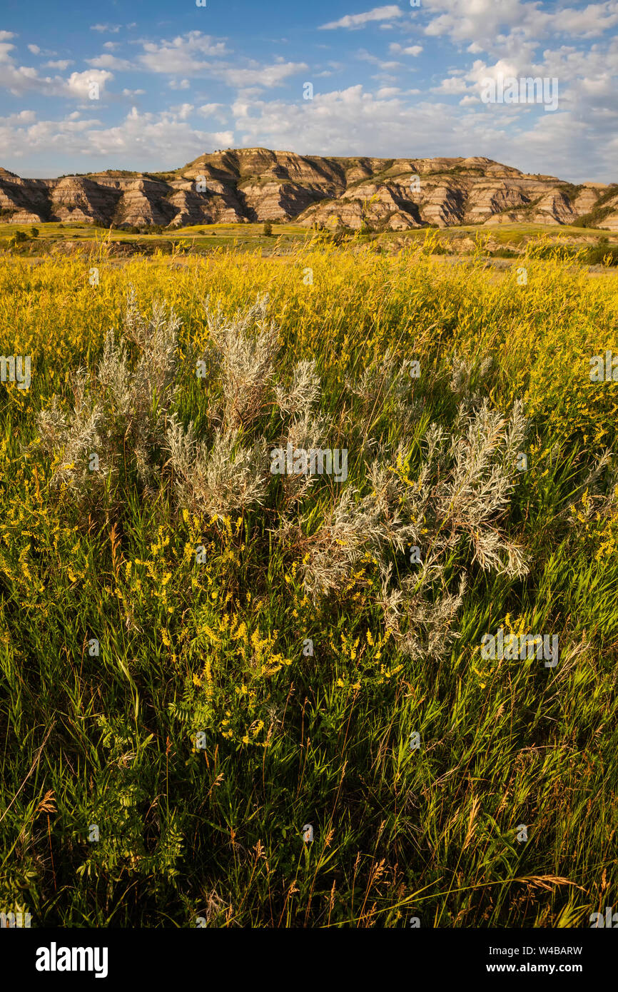 Yellow flowers and badlands, Theodore Roosevelt National Park North Unit, North Dakota Stock