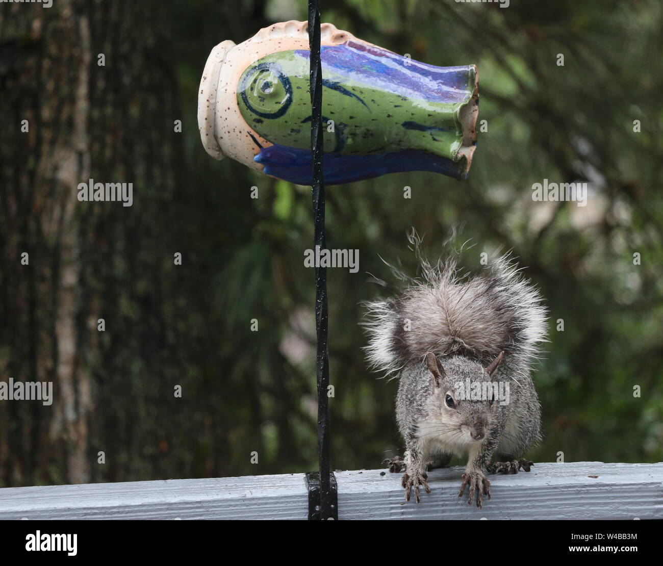 Determined squirrel raiding a bird feeder. Stock Photo