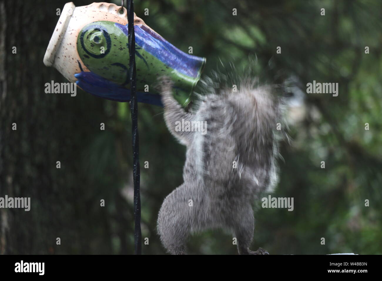 Determined squirrel raiding a bird feeder. Stock Photo