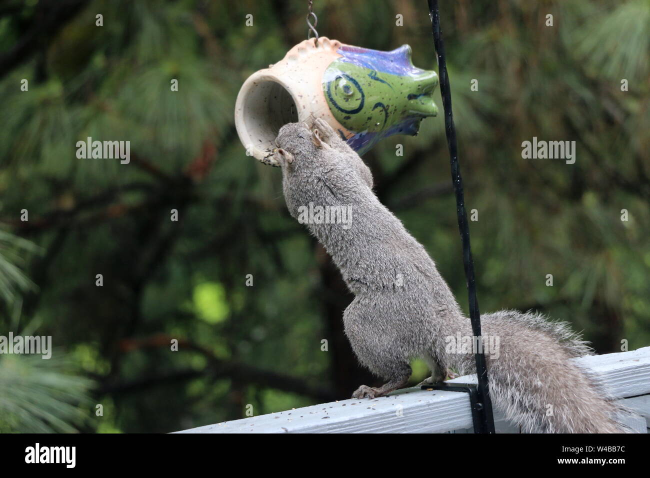 Determined squirrel raiding a bird feeder. Stock Photo