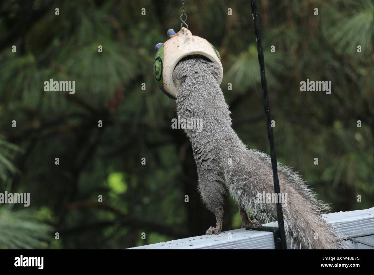 Squirrel Bird Grey Funny Stock Photos Squirrel Bird Grey Funny