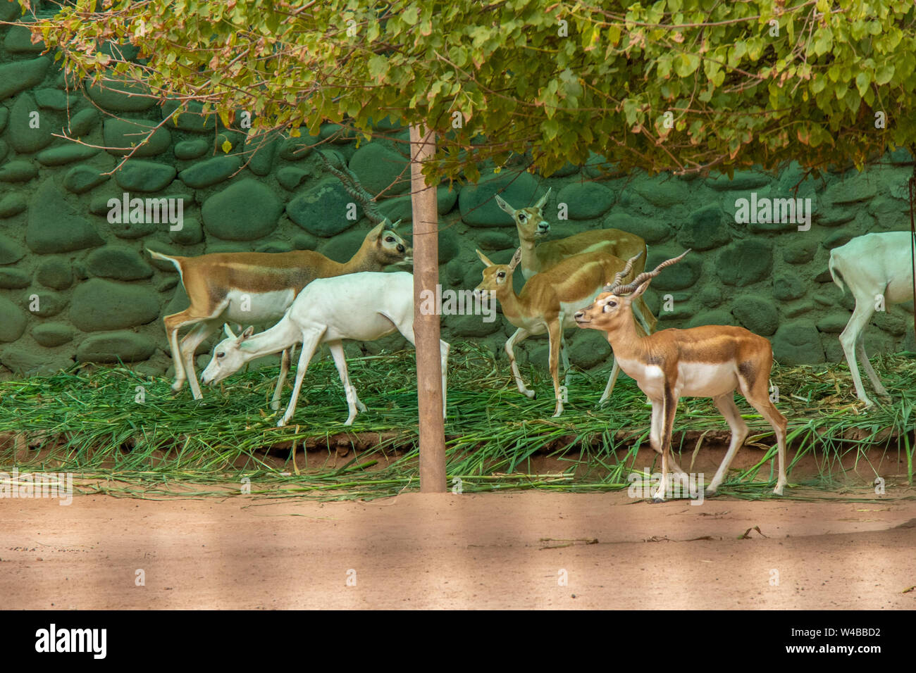 Deer eating green grass and plant, standing under shed Stock Photo - Alamy