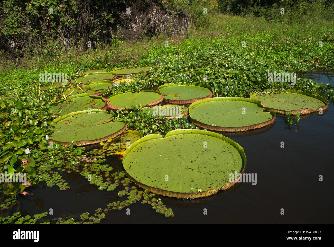 Vitoria Regia, aquatic plant species in the Paraguai river in the state of Mato Grosso do Sul, Brazil Stock Photo