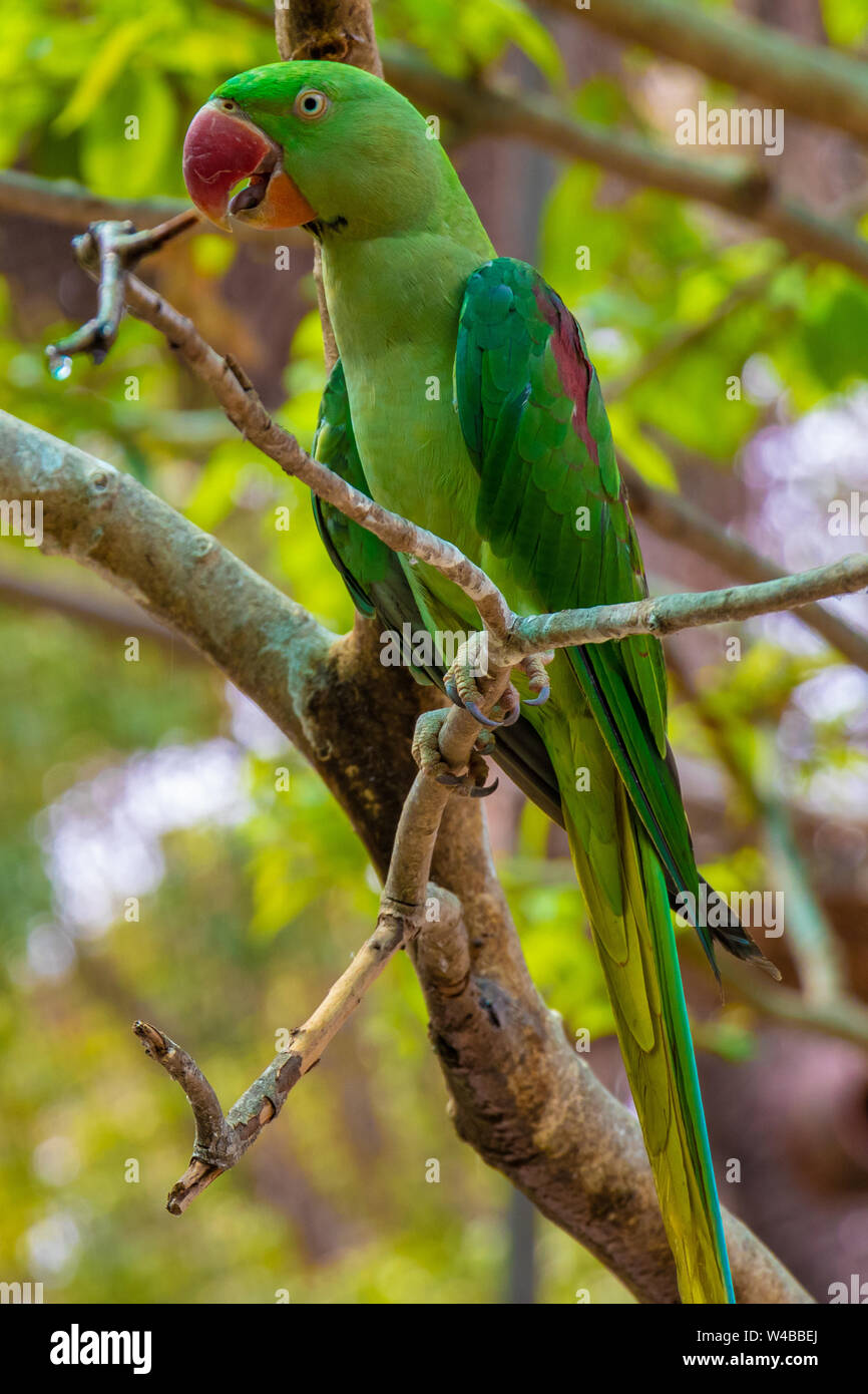 Green parrot on tree in natural habitat, beautiful bright green ...