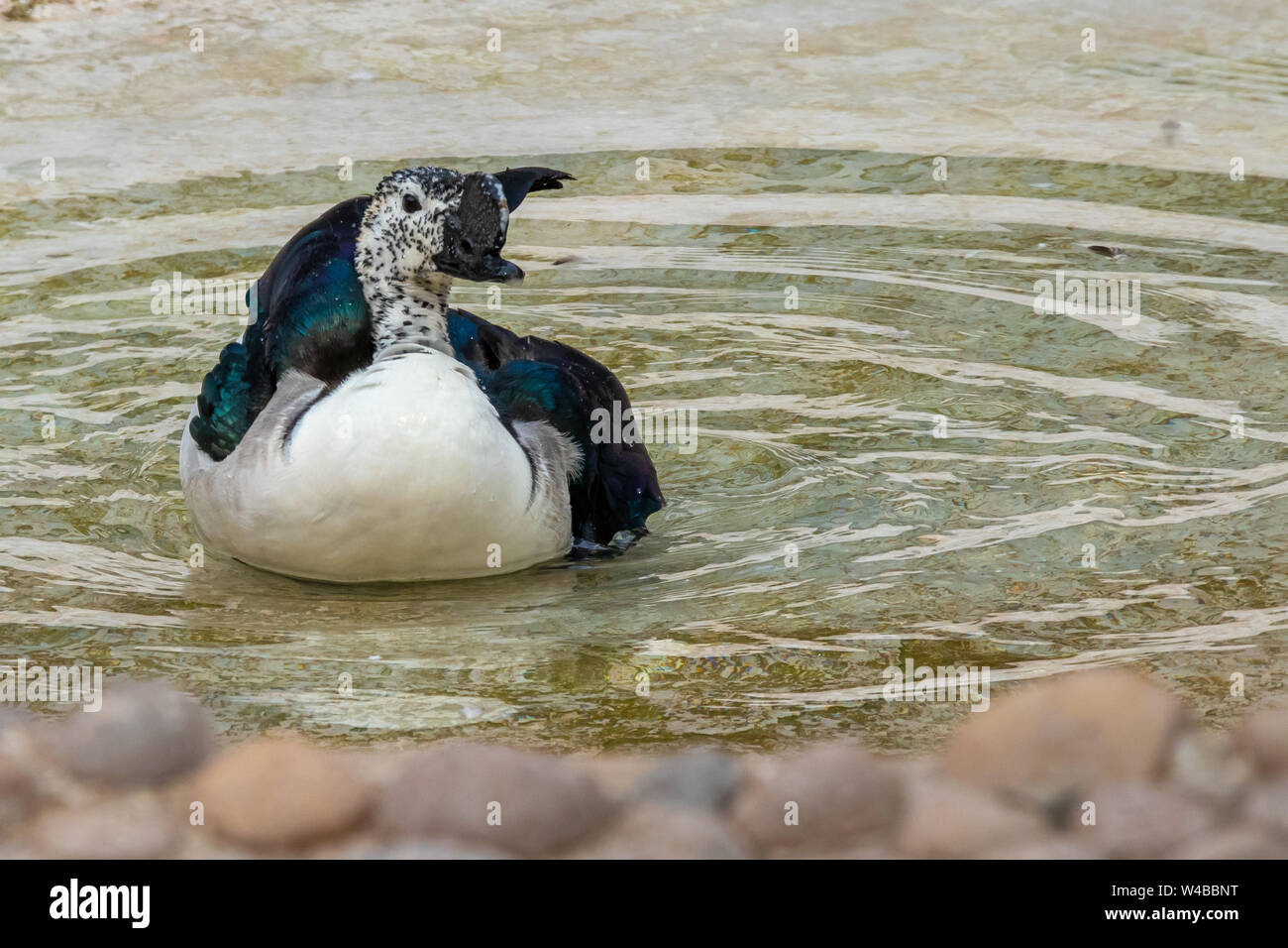 African comb or knob-billed duck swimming in water pond. Stock Photo