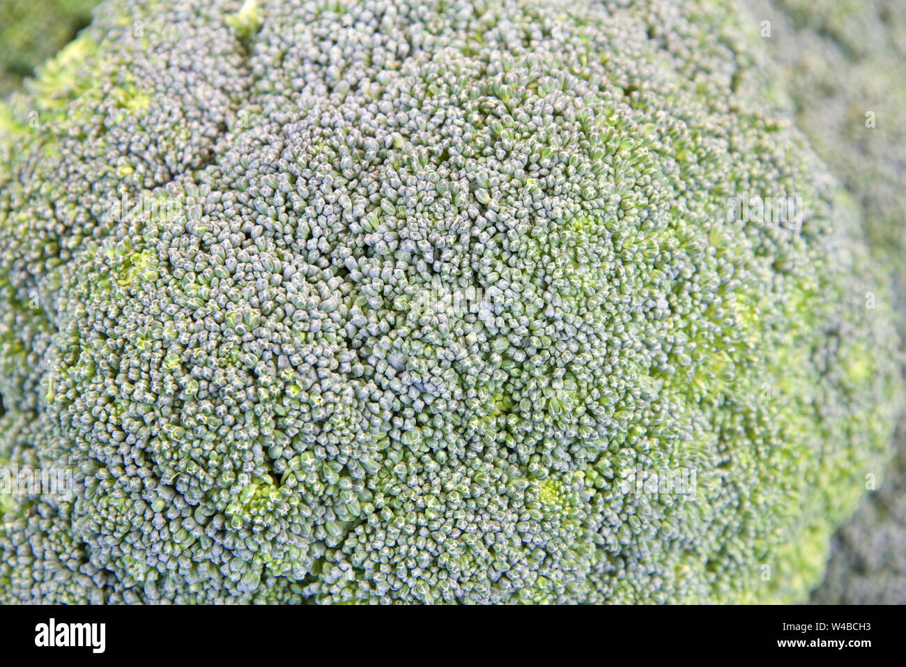 Close up background of Broccoli. If you are trying to eat healthier