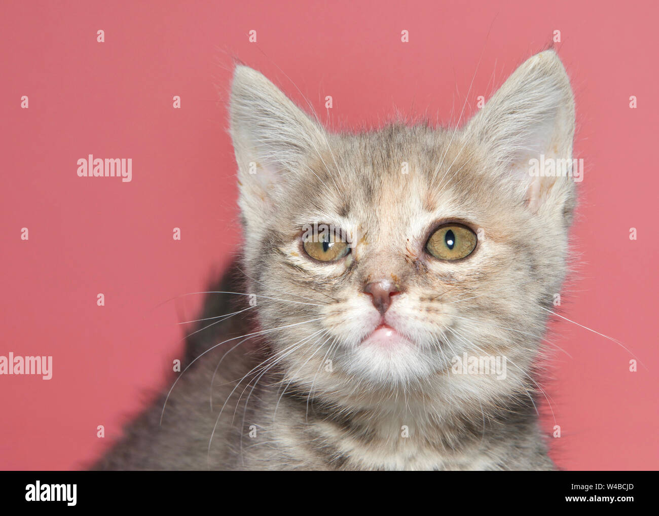 Portrait of a diluted tortie kitten looking at viewer with eyes