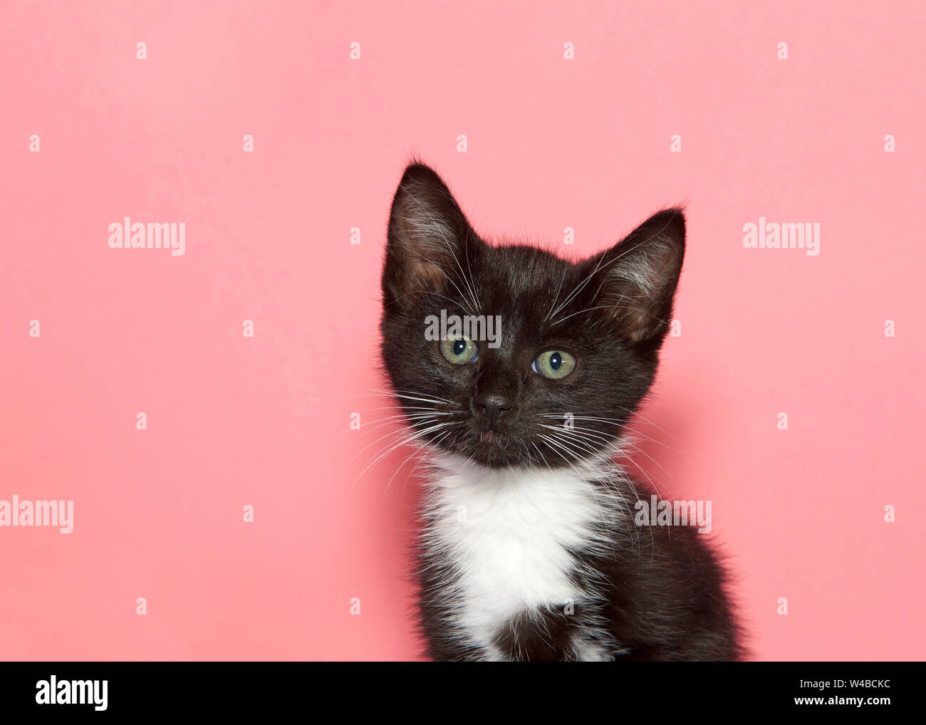 black and white tuxedo kitten