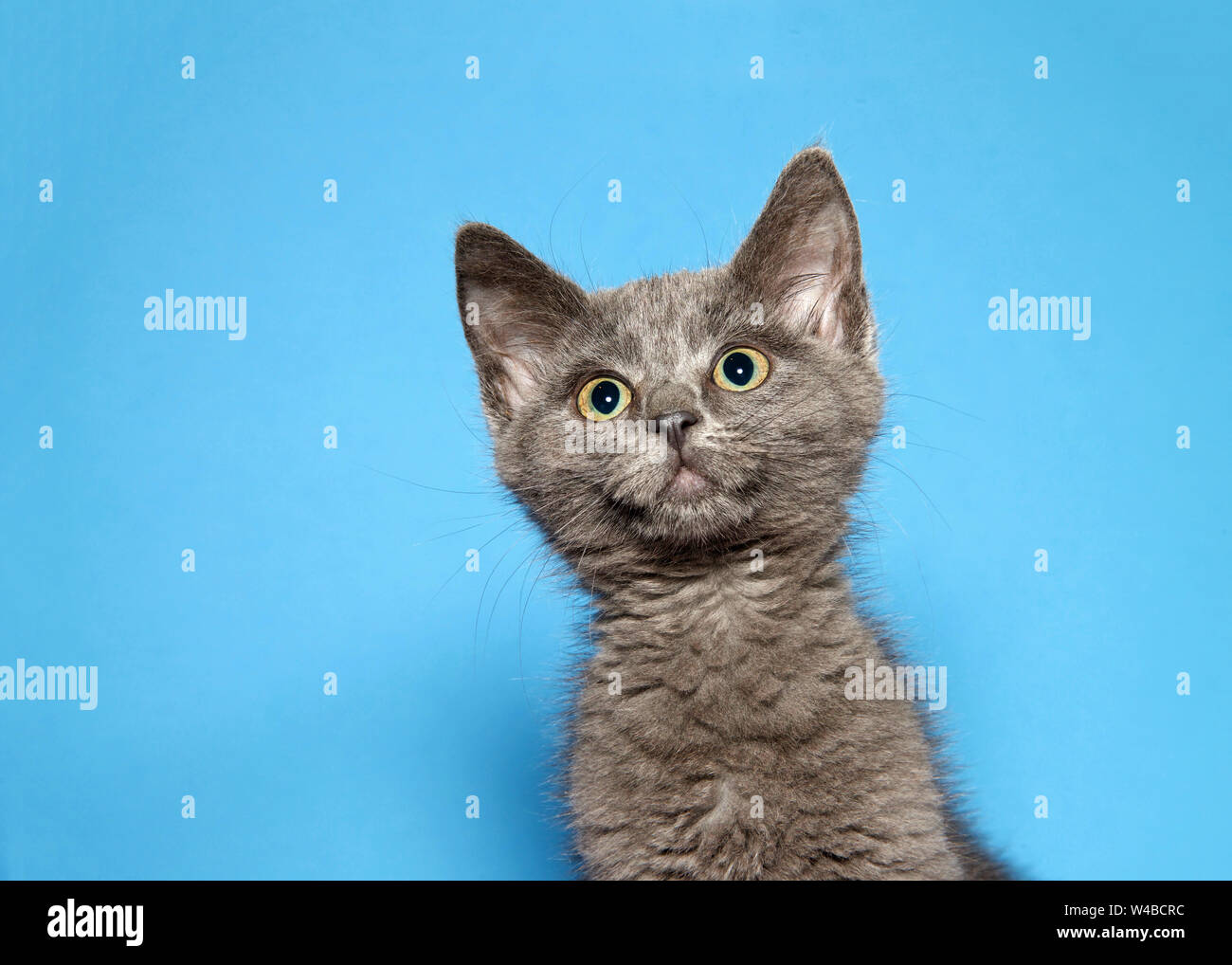 Portrait of an adorable grey kitten looking up to viewers left with