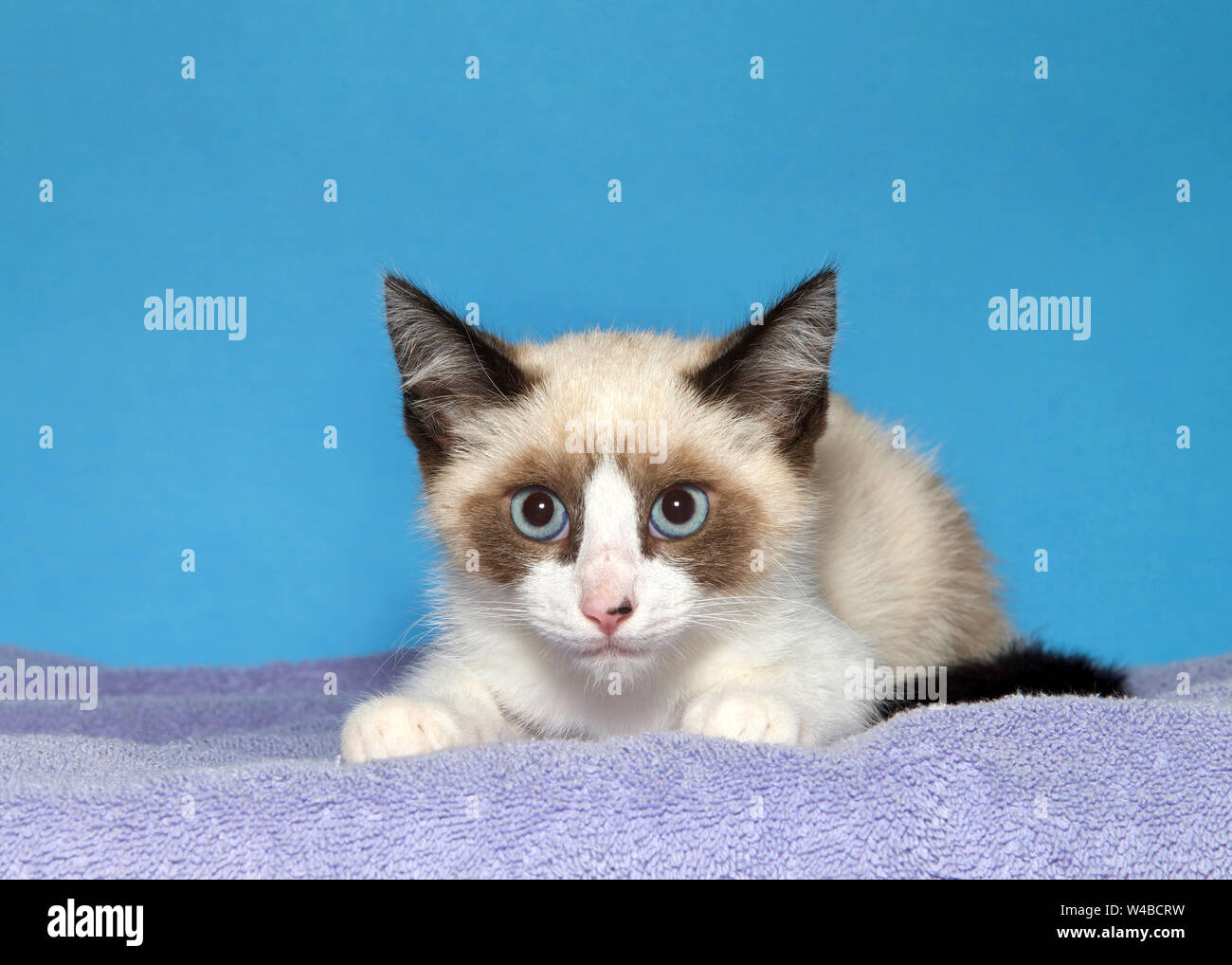 Portrait of an adorable baby seal point siamese kitten laying on a purple blanket looking directly at viewer with beautiful blue eyes, blue background Stock Photo