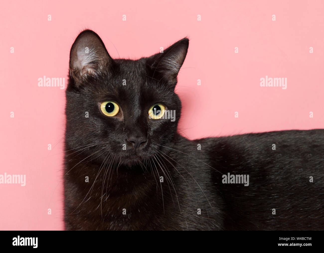 Close up portrait of a beautiful black cat with bright yellow eyes looking  slightly to viewers right, along length of cats body. Pink background Stock  Photo - Alamy, image size:1300x1018