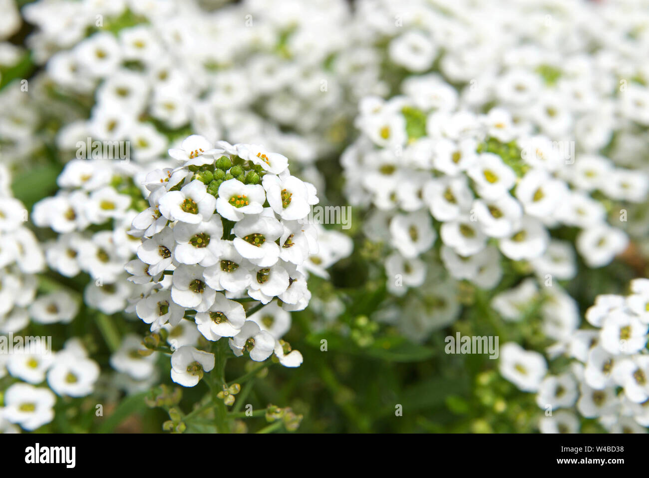 Alyssum flowers are characteristically small and grouped in terminal clusters they are often yellow or white colored but can be pink or purple. Stock Photo