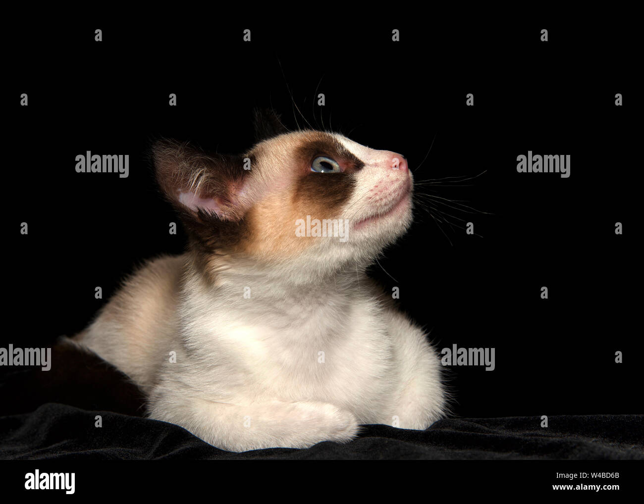 Portrait of a seal point siamese kitten, profile view looking up to viewers right, black background with copy space. Stock Photo