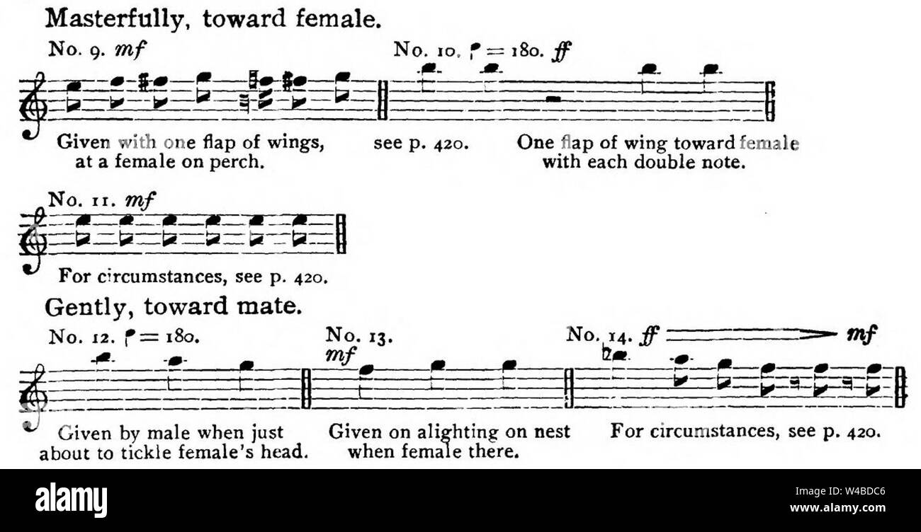 Musical notes documenting male vocalizations, compiled by Wallace Craig, 1911 Stock Photo