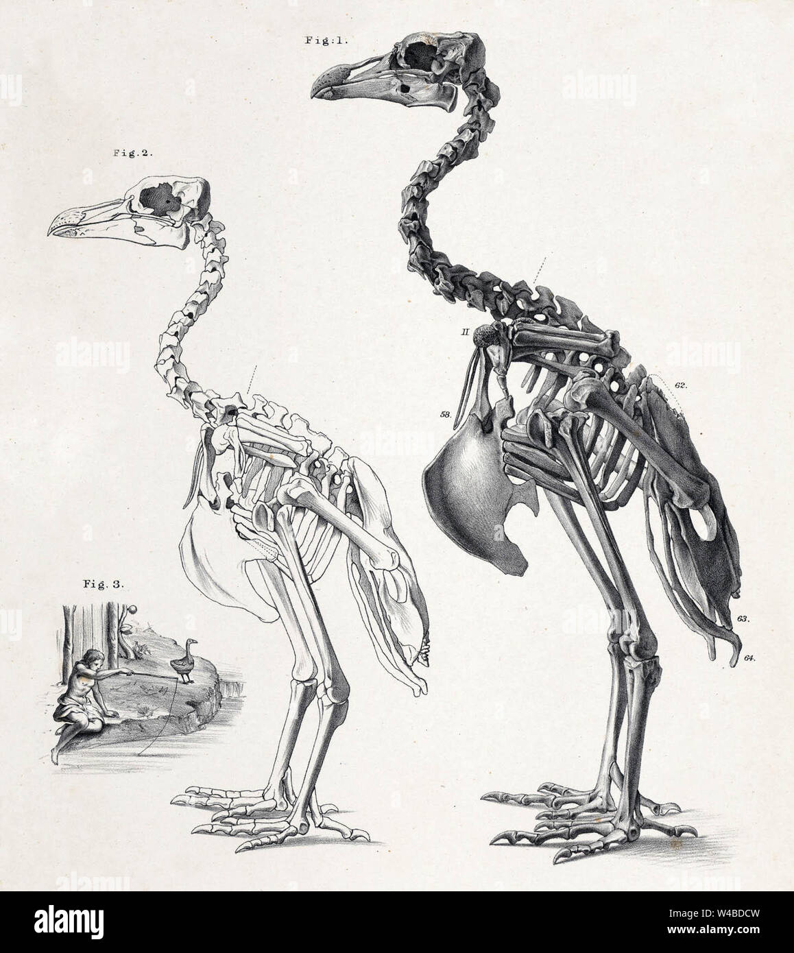 Skeletons of a female and a male collected in 1874 Stock Photo