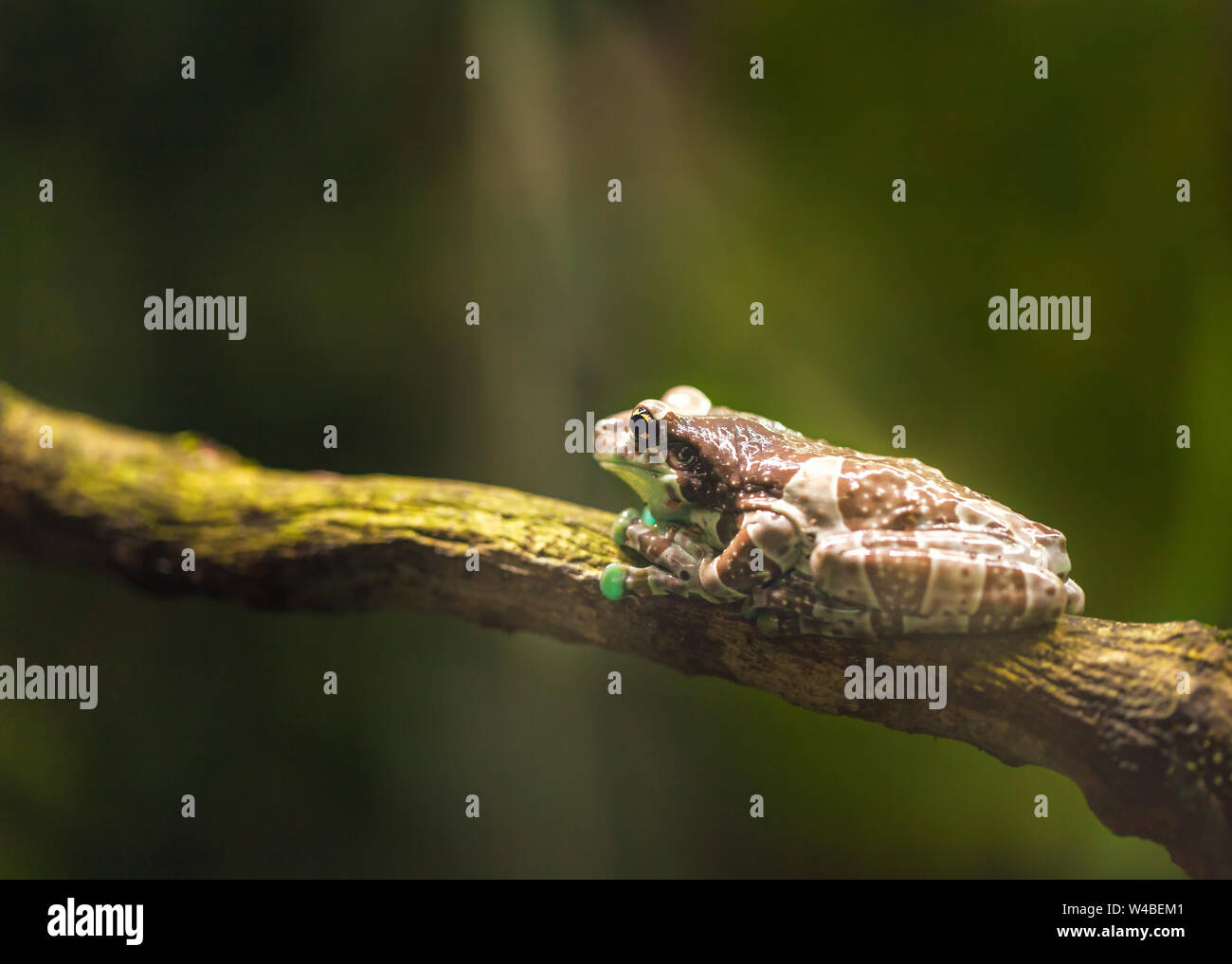 Large brown frog sits on a branch and basks in the sun light. Amphibian in wildlife. Stock Photo