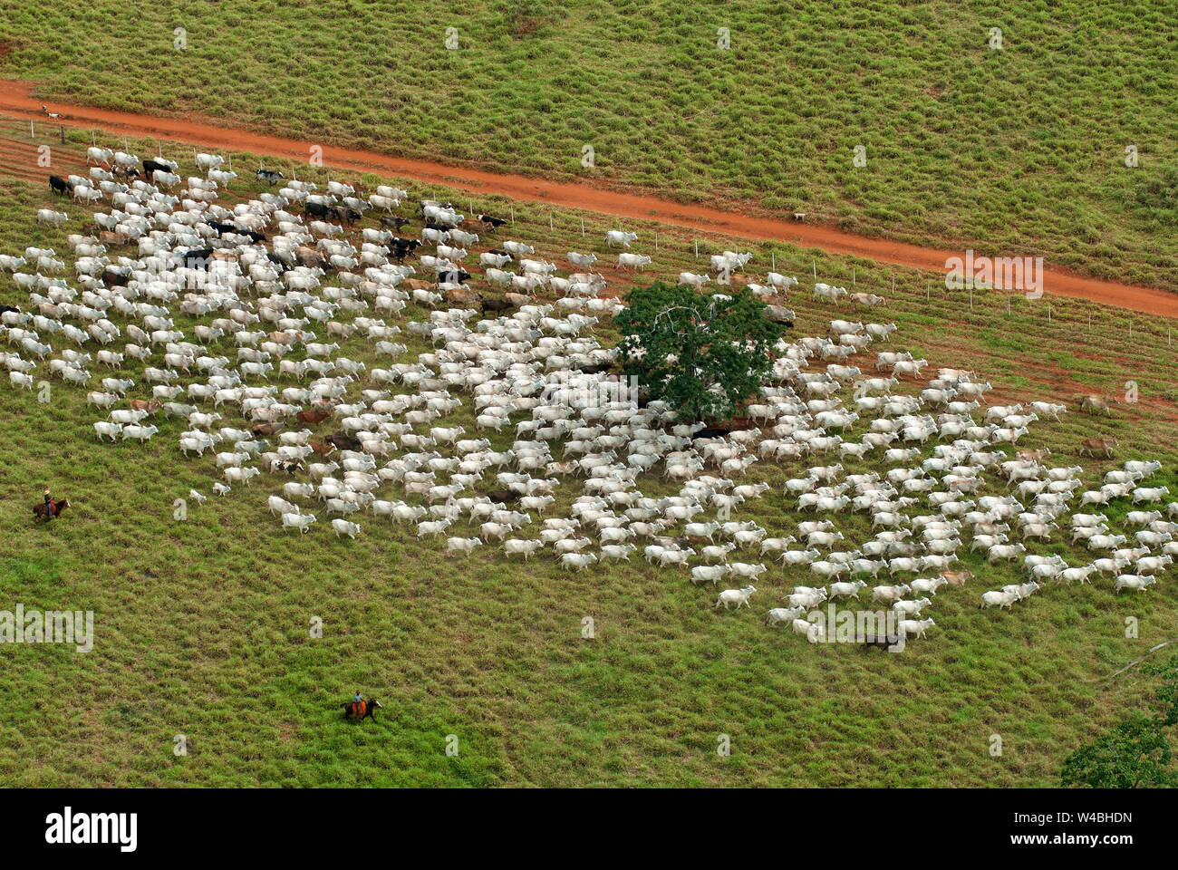 Peão tocando a boiada - Mato Grosso