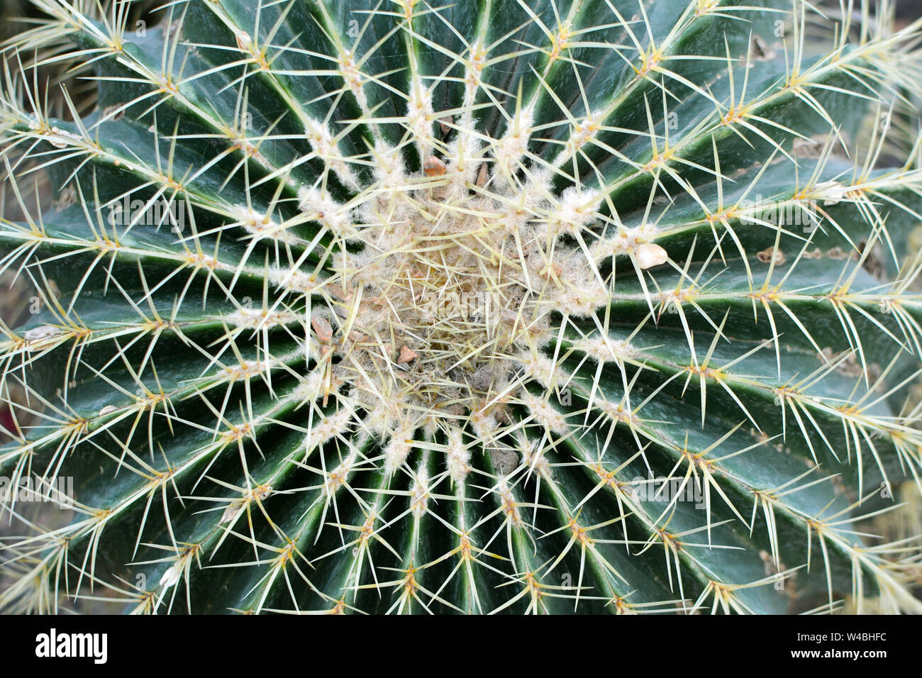 Big exotic Echinocactus Grusonii Golden Barrel Ball or Mother In Law Cushion cactus from above Stock Photo