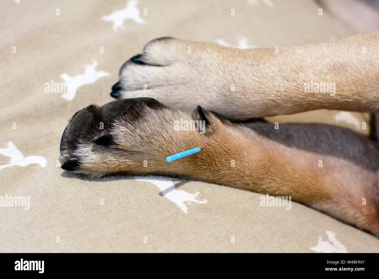 Single long blue acupuncture needles sticking in paw of dog to treat