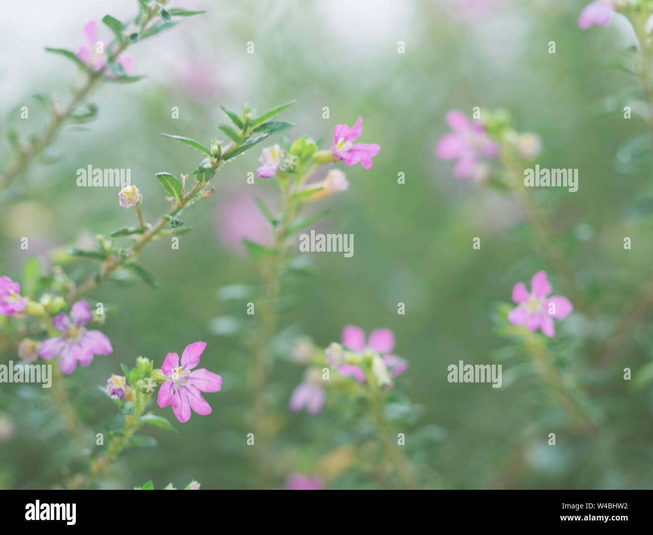 Small purple flowers on a blurred background (Cuphea hyssopifolia Kunth) Stock Photo
