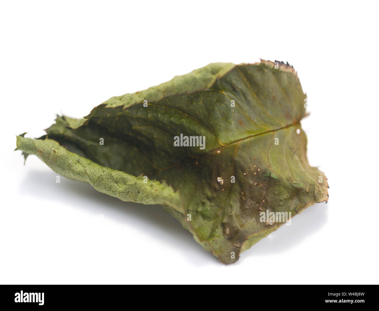 Dried Rose leaves on white background Stock Photo Alamy