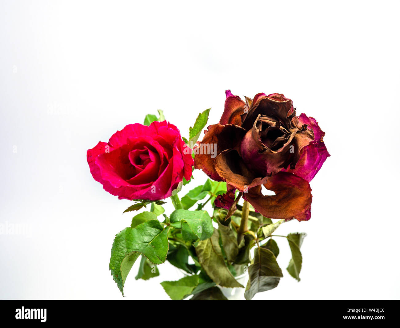 Either Roses Fresh roses and dried roses on white background, Roses wither and fresh ...