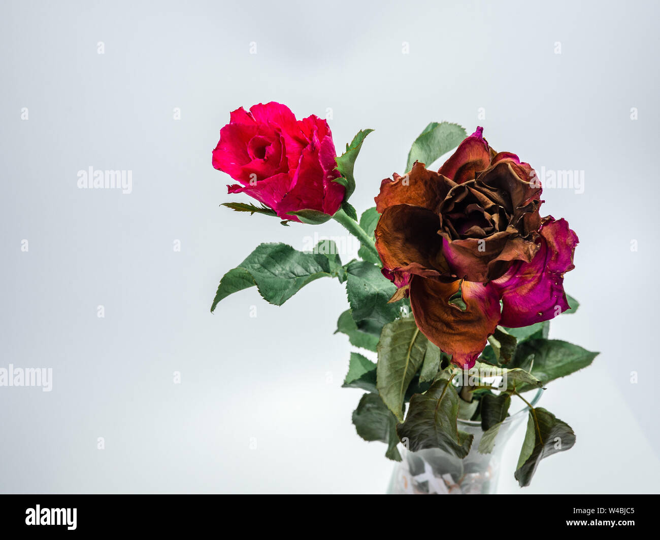Either Roses Fresh roses and dried roses on white background, Roses wither and fresh ...
