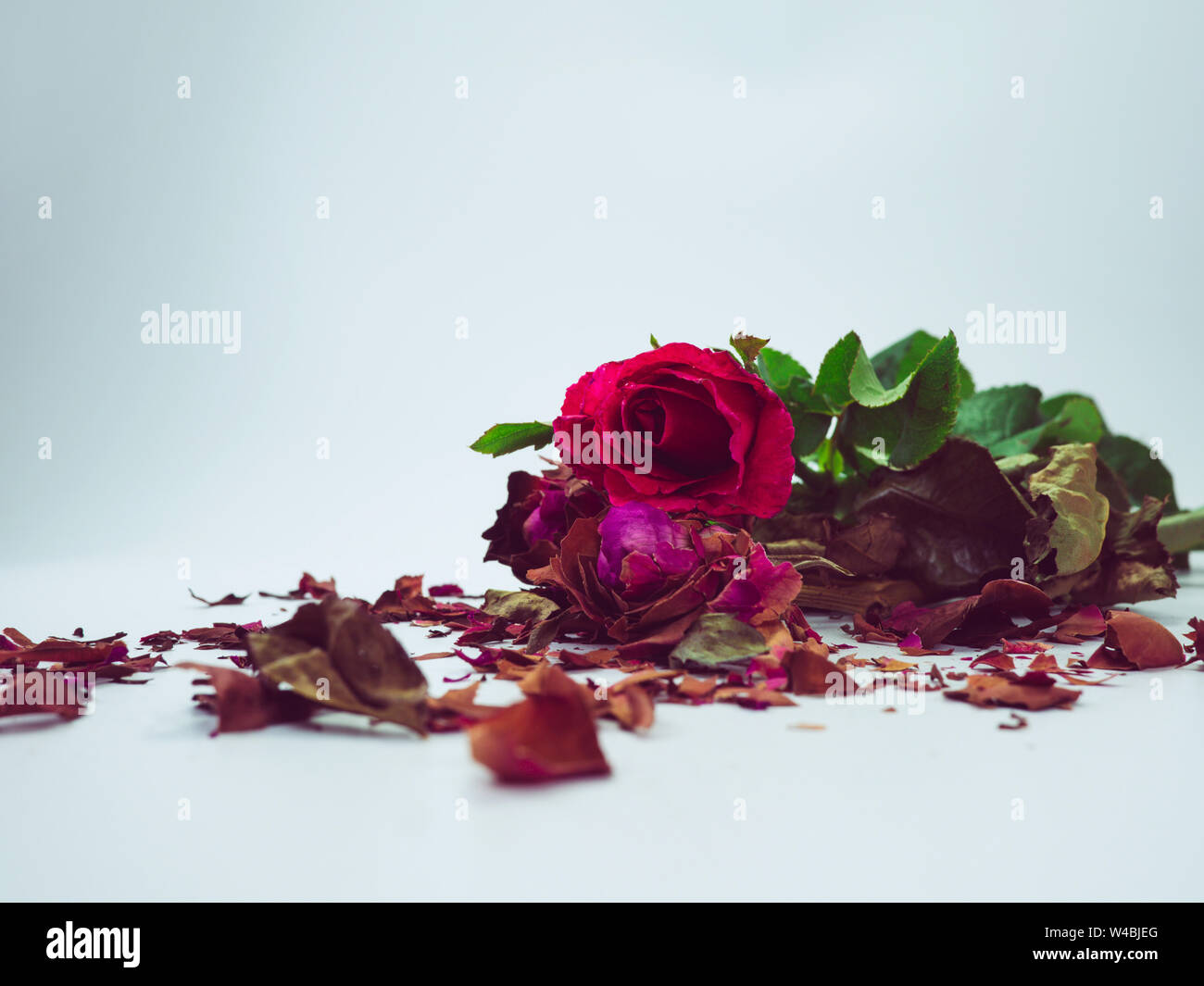 dried rose flower head isolated on white background cutout, Broken ...
