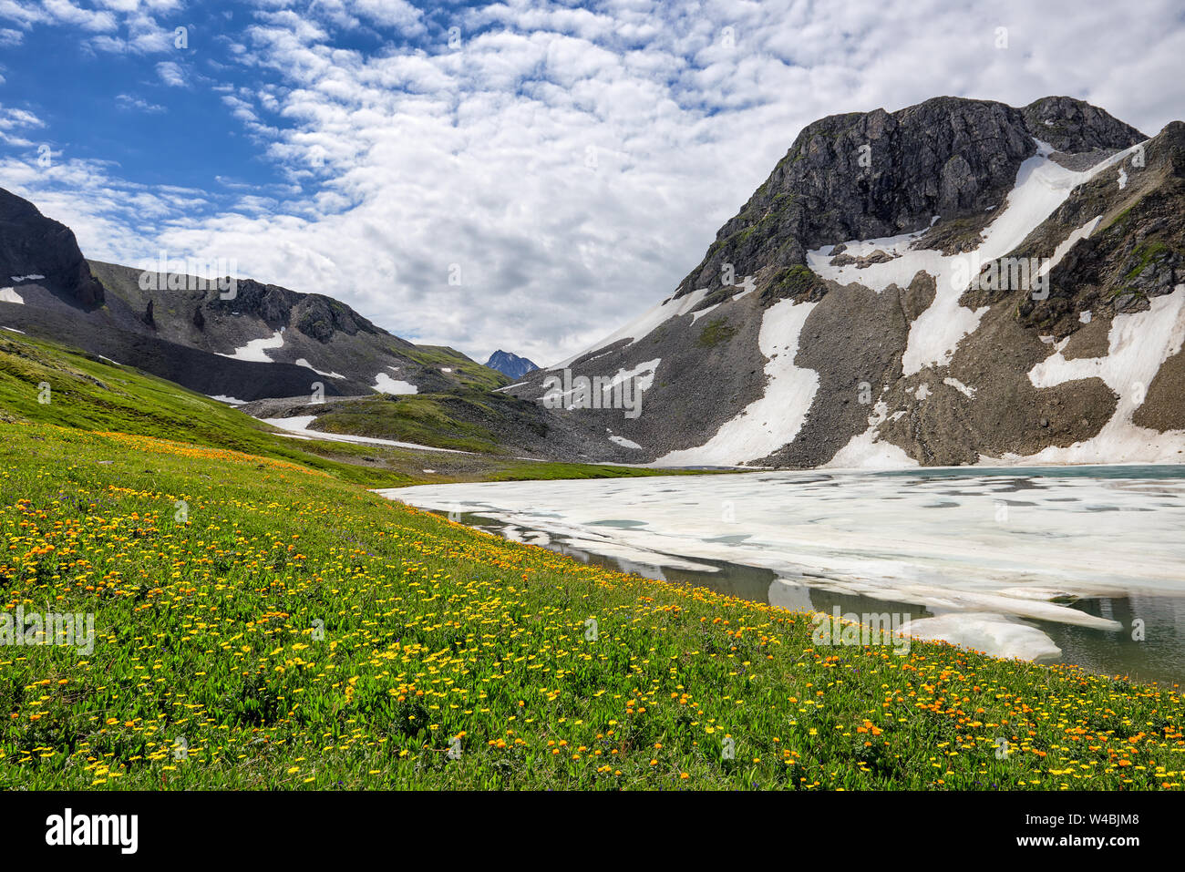 Blooming alpine meadow next to ice of mountain lake. July. Tyva Republic. Central Asia Stock Photo