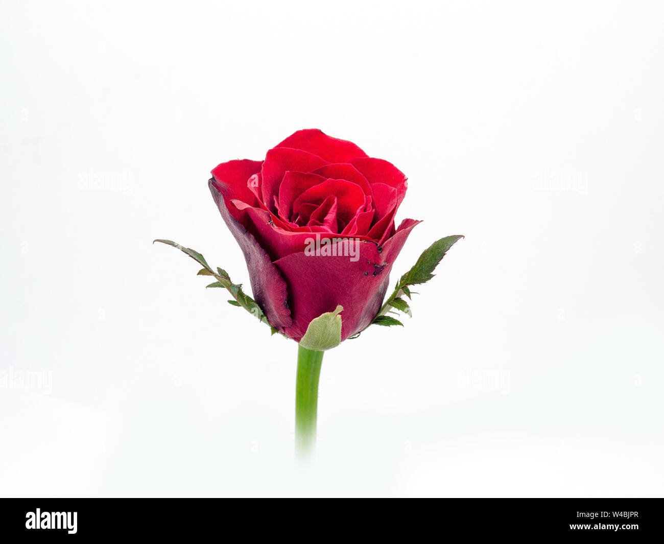 Close up of red rose flower on white background Stock Photo - Alamy