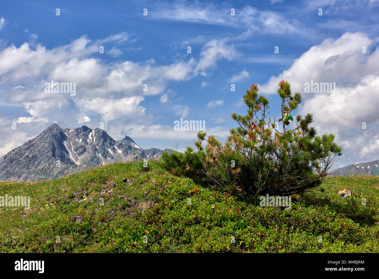 Pinus pumila on top of hill overgrown with polar bushes and grass. Tyva Republic. Central Asia Stock Photo