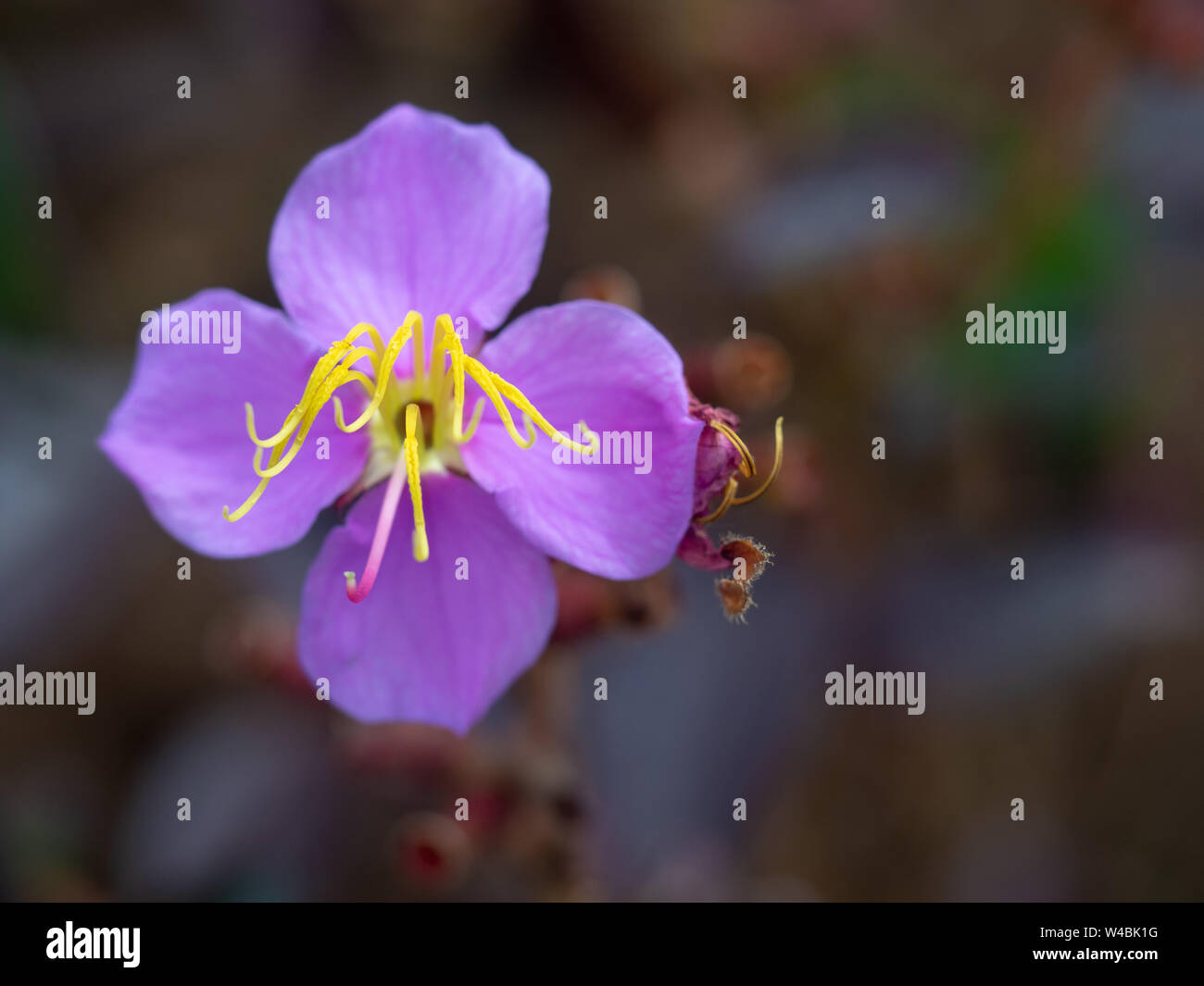 Purple flowers,Osbeckia stellata Buch.-Ham, Indian Rhododendron Stock Photo