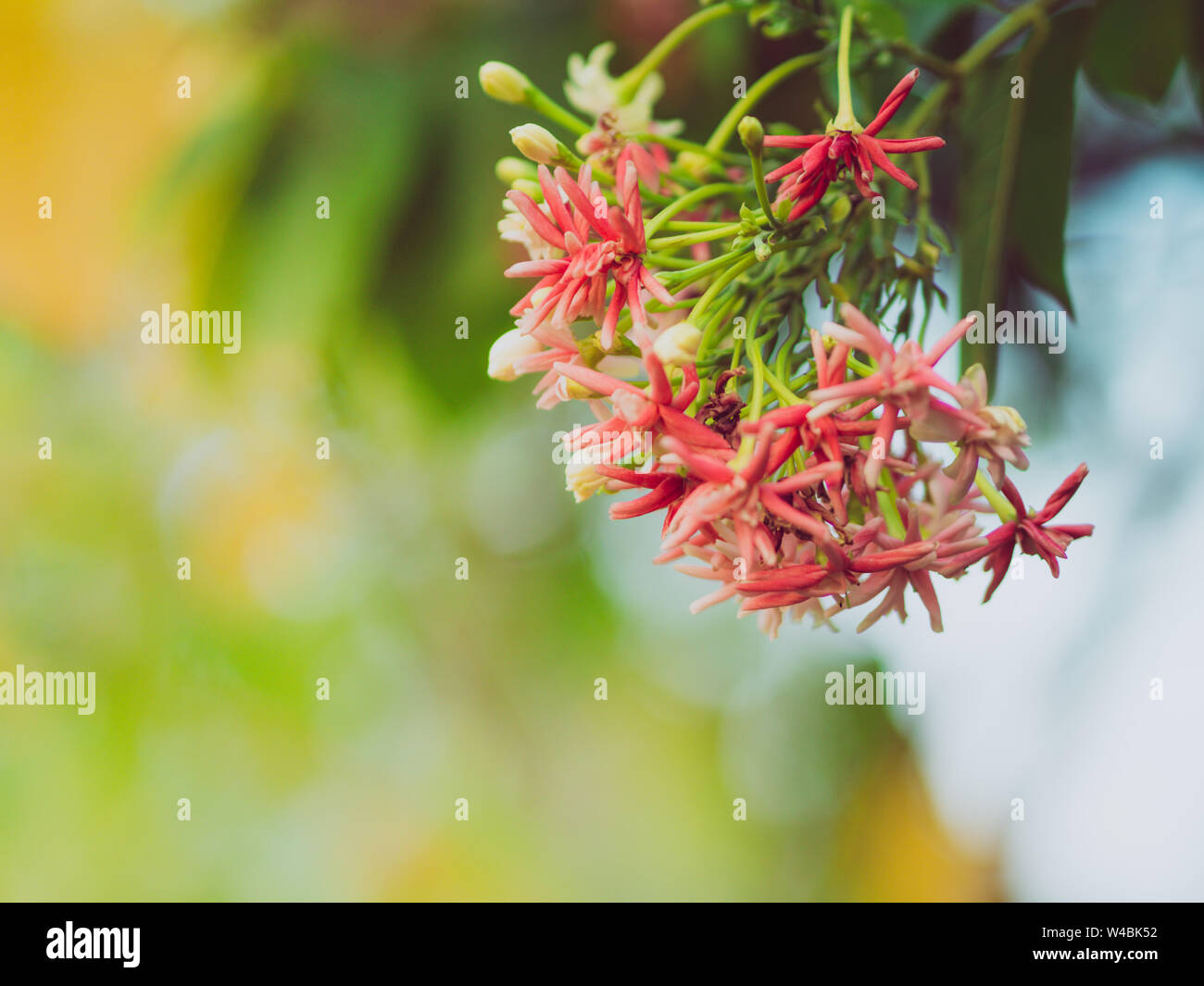 Bouquet of Pink and White Rangoon Creeper Flower on blur background, Quisqualis indica Stock Photo
