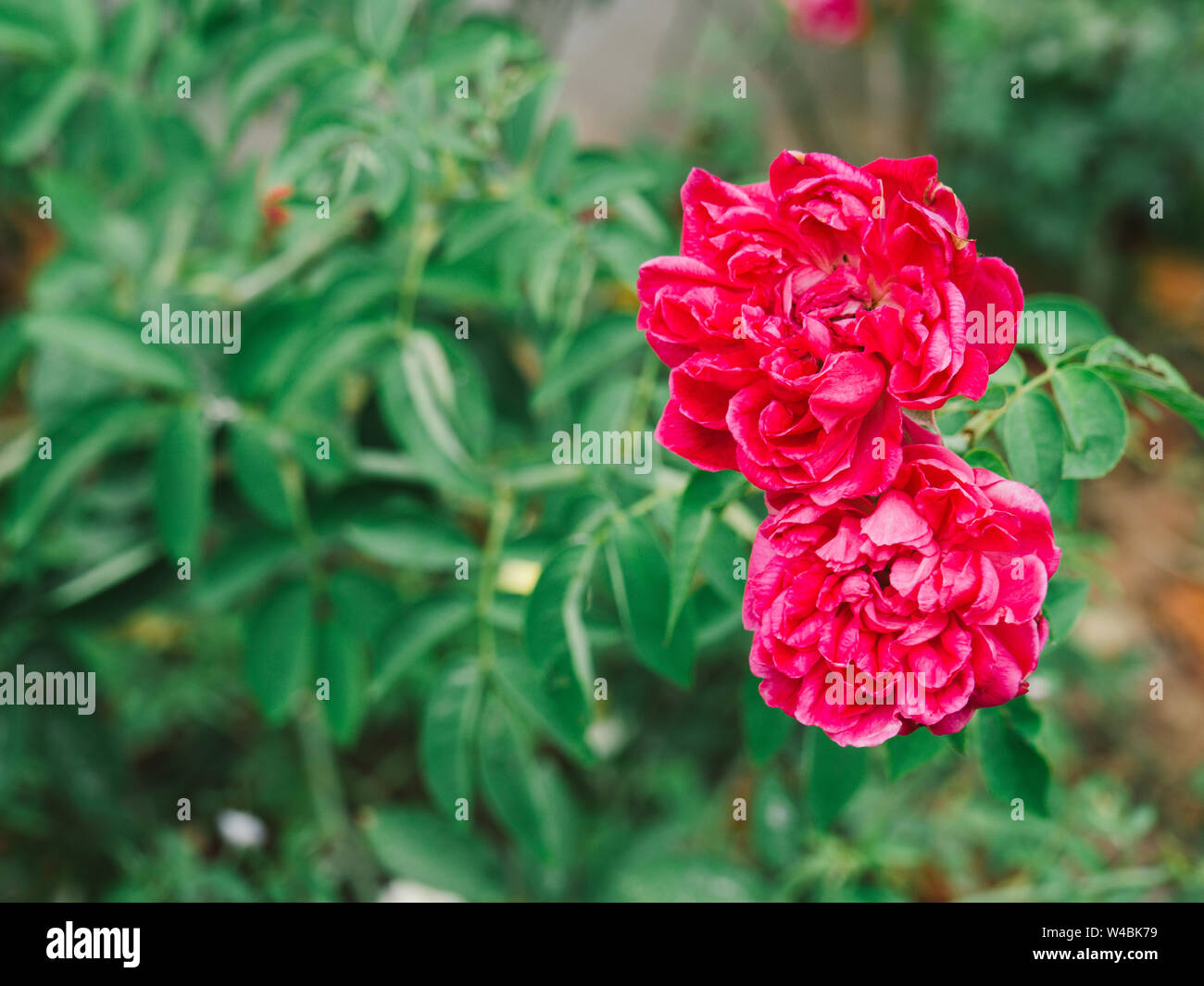 Fairy Rose, Red Pygmy Rose, Red Rosa chinensis, Rosachinensis  Jacq.var.minima voss (Rosaceae Stock Photo - Alamy