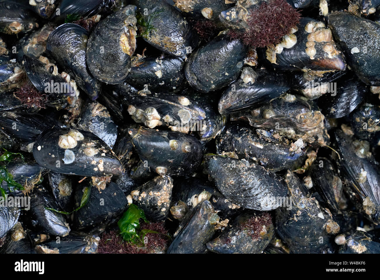 Blue mussel mytilus edulis hires stock photography and images Alamy