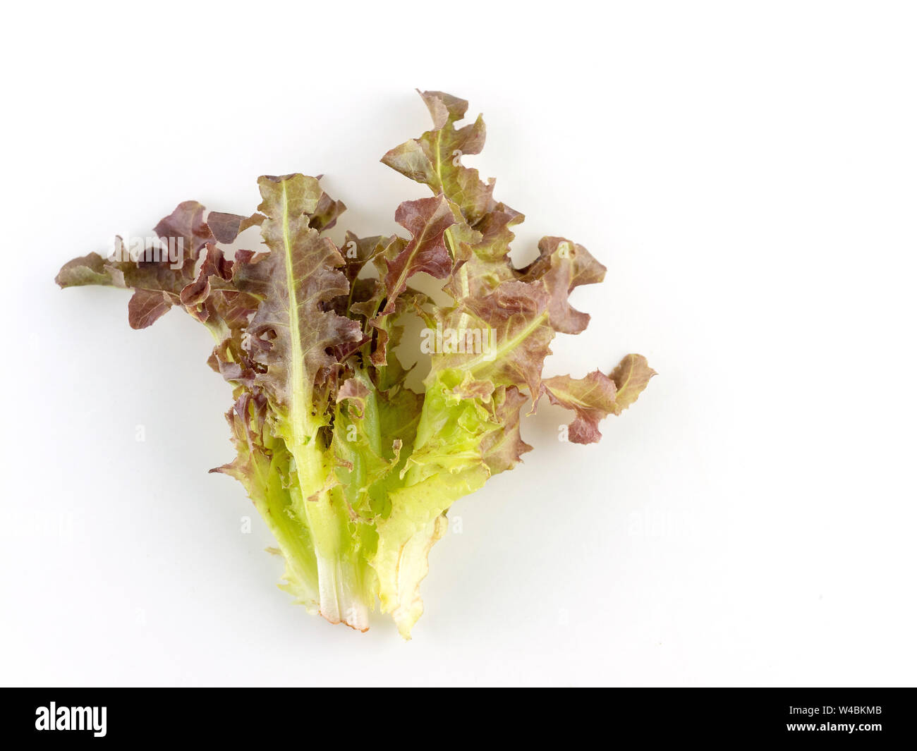 fresh red coral salad or red lettuce isolated on the white background