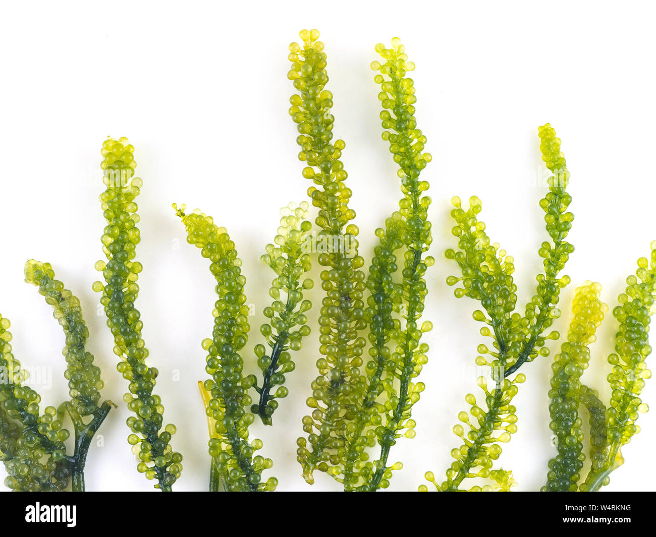 Healthy algae growth hires stock photography and images Alamy
