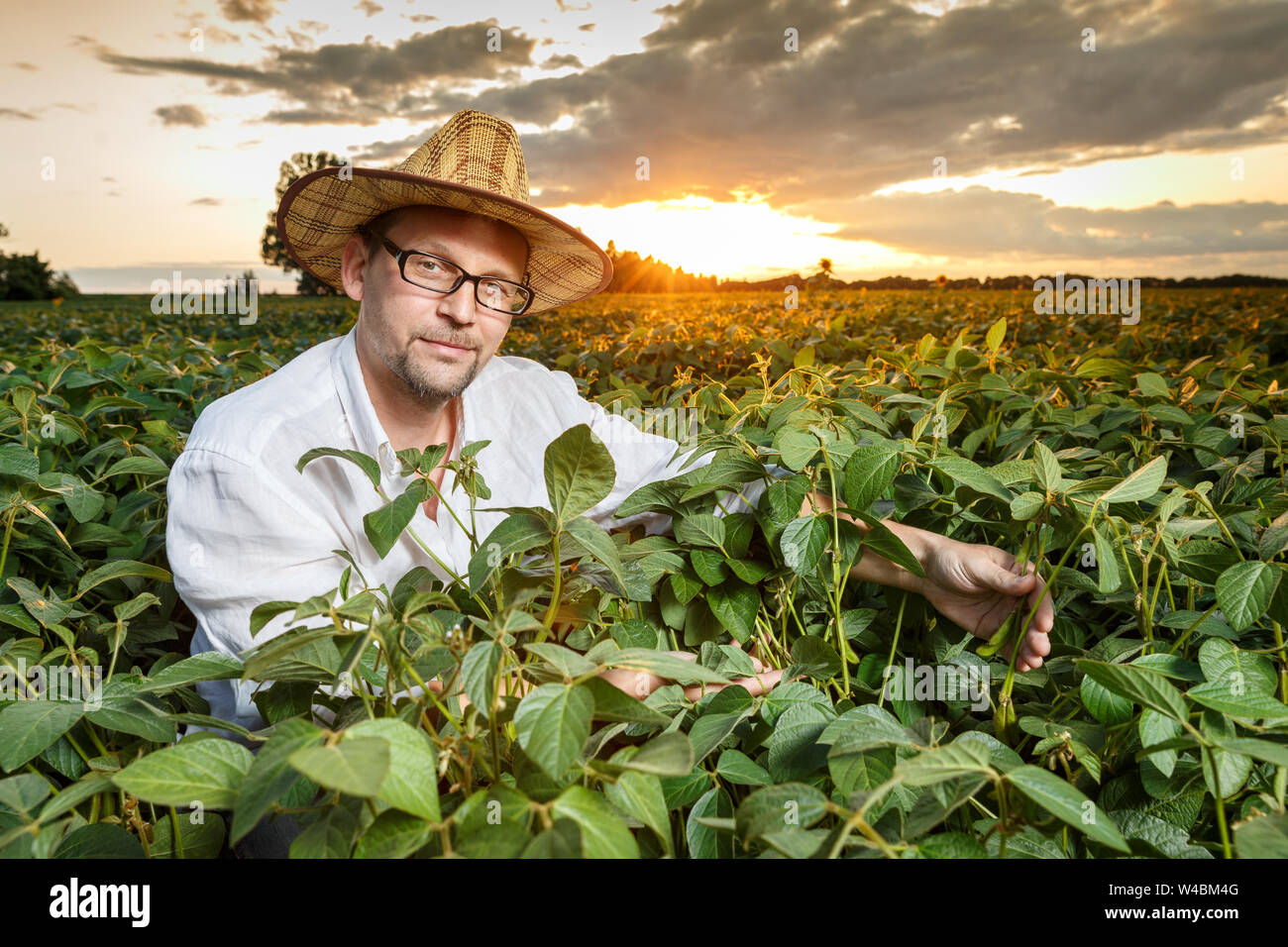 Soya bean production hi-res stock photography and images - Alamy