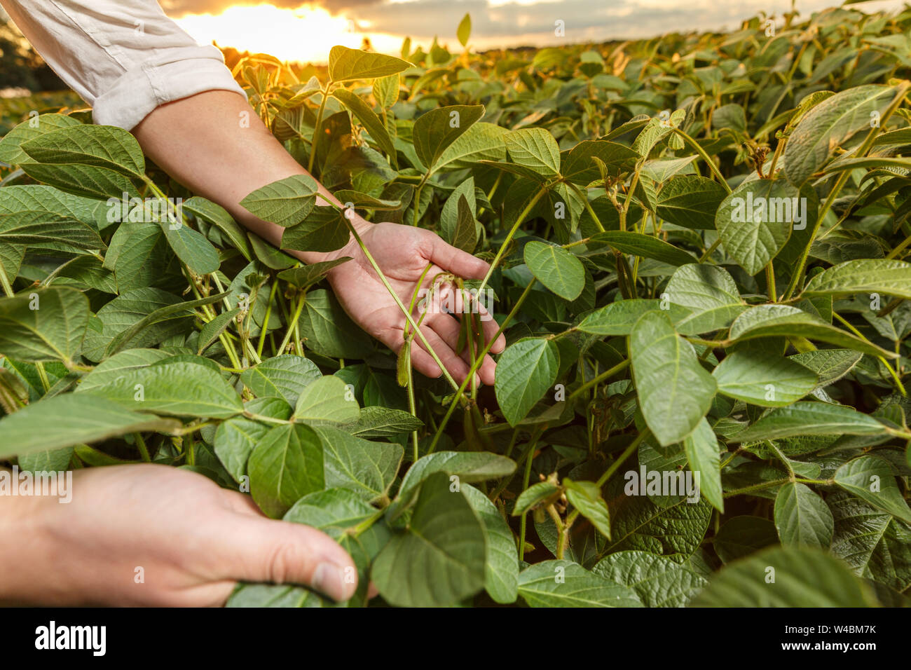 Agronomist inspecting soya bean crops growing in the field Stock Photo ...