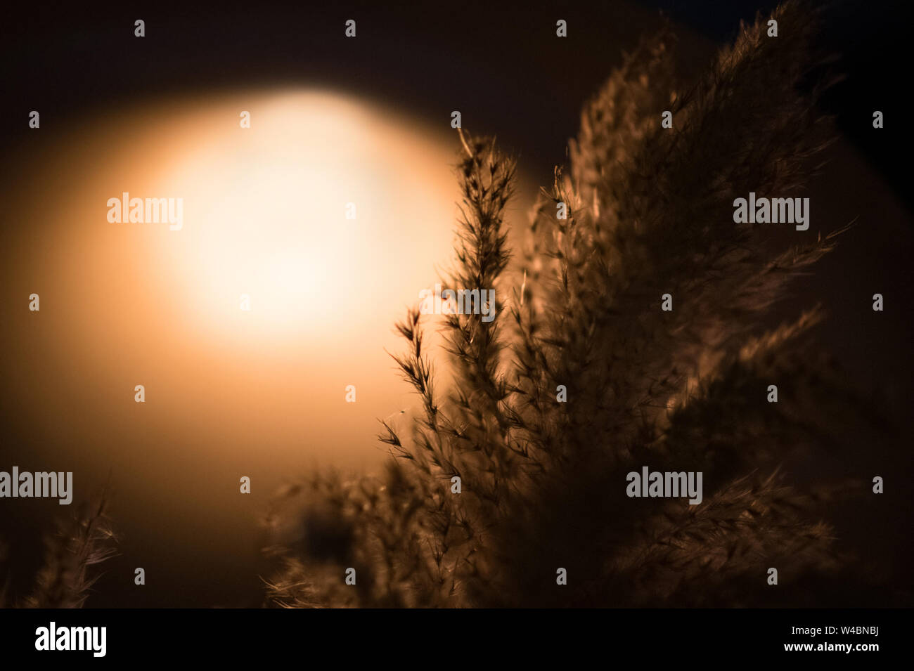 Grass flowers with light effect at night , Abstract natural backgrounds ...